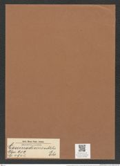Coscinodiscus subtilis Ehr. (de-Toni-Nr.: Genus 202, Species 4941) Zeichnungen Sammlung Grunow Mappe 04766 (Herbarium_W_Grunow_drawings_Folder_04766)